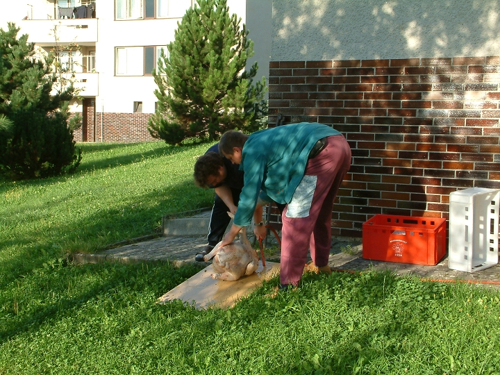 img00009.jpg