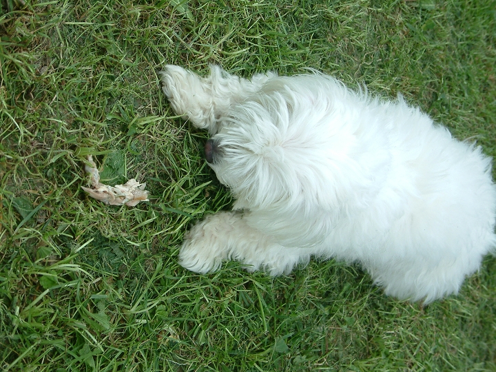 img00100.jpg