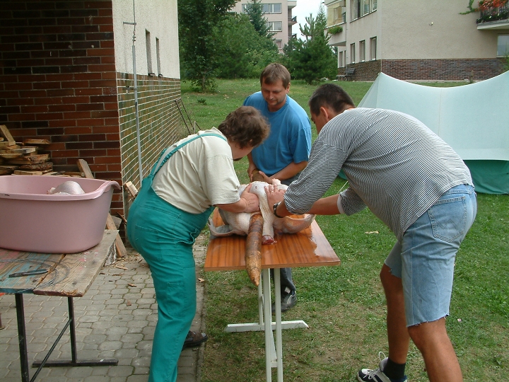 img00005.jpg