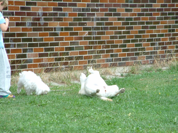 img00042.jpg
